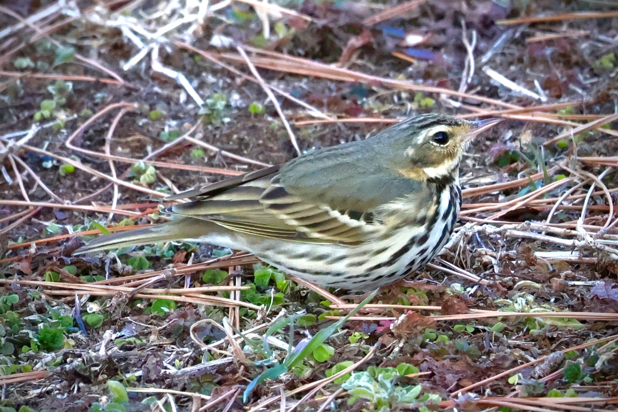 Olive-backed Pipit