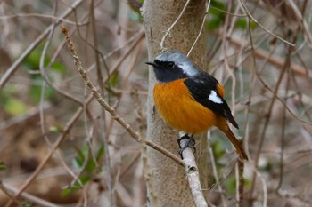 ジョウビタキ ロクハ公園(滋賀県草津市) 2024年2月29日(木)