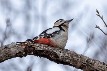 Great Spotted Woodpecker 桜山 Tue, 3/5/2024