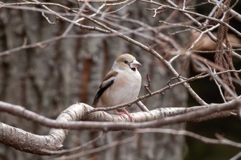 Hawfinch 桜山 Tue, 3/5/2024