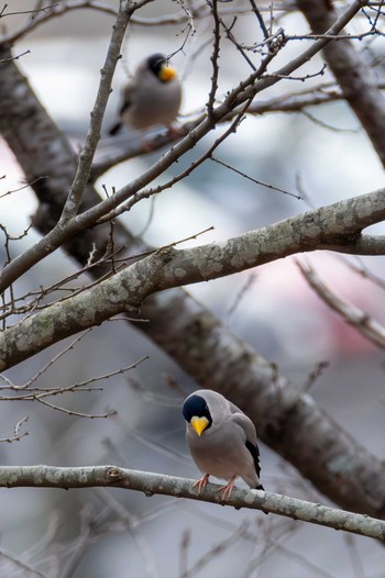 2024年3月5日(火) 桜山の野鳥観察記録