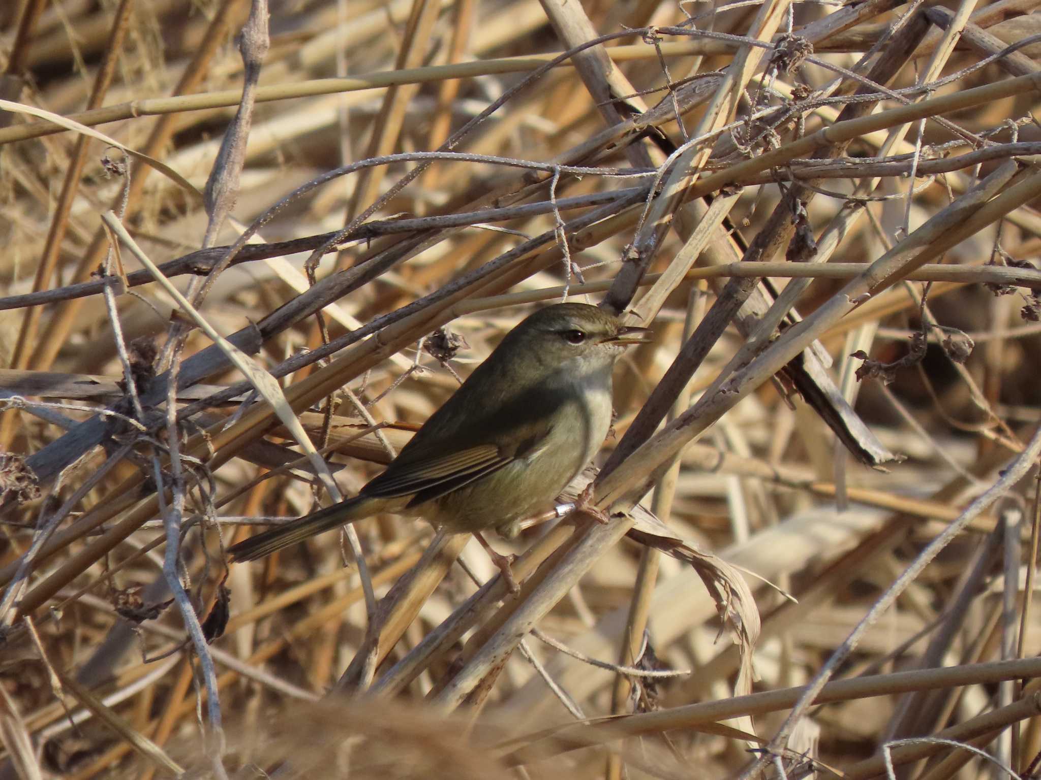 Japanese Bush Warbler