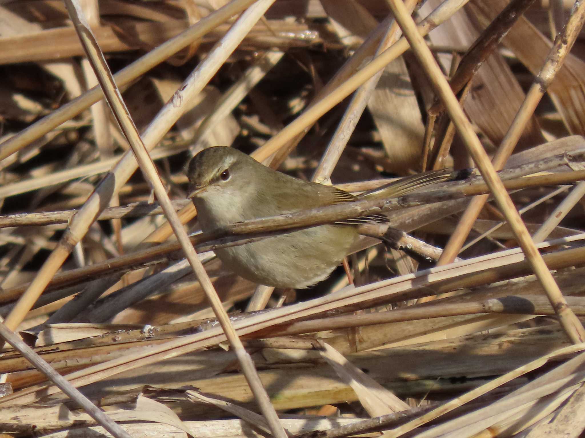 Japanese Bush Warbler