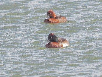 Baer's Pochard 勅使池(豊明市) Sat, 3/2/2024