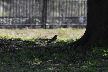 ツグミ 平城宮跡 2024年3月3日(日)