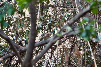 2024年3月5日(火) 葛西臨海公園の野鳥観察記録