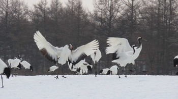 タンチョウ 鶴居村 2024年2月15日(木)