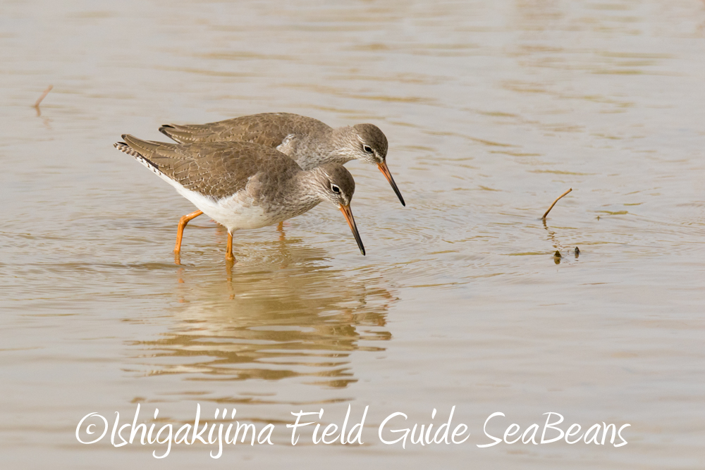 Common Redshank