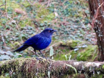 ルリチョウ 阿里山国家森林遊楽区 2024年3月5日(火)