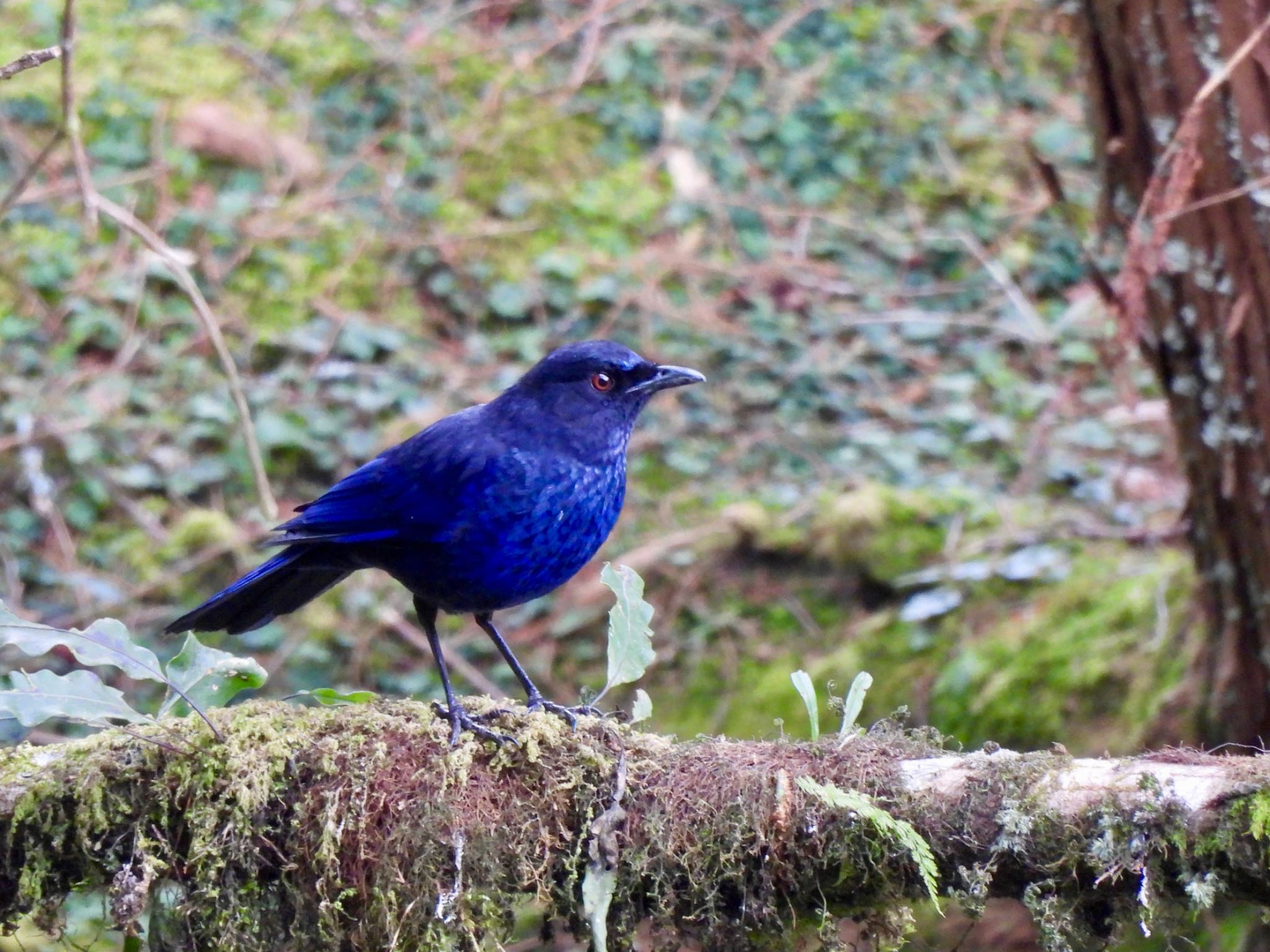 Photo of Taiwan Whistling Thrush at 阿里山国家森林遊楽区 by カモちゃん