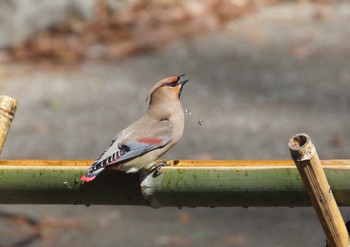 Japanese Waxwing Higashitakane Forest park Mon, 3/4/2024