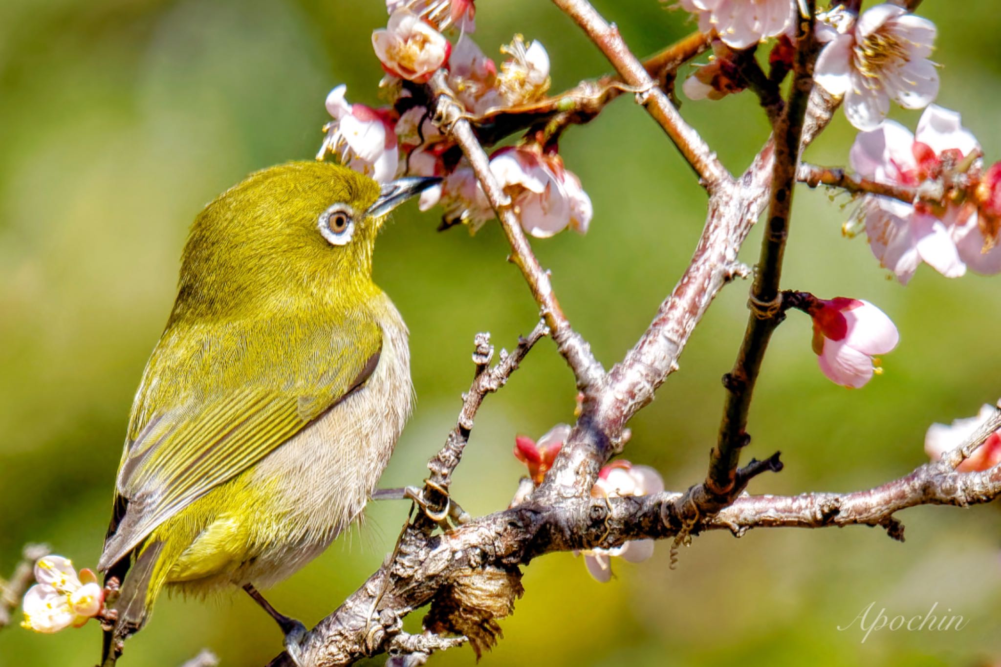 Photo of Warbling White-eye at Shinjuku Gyoen National Garden by アポちん