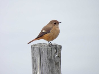 Tue, 3/5/2024 Birding report at Yatsu-higata