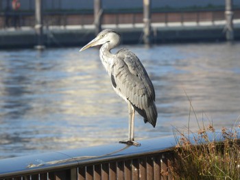 2023年11月4日(土) 隅田川の野鳥観察記録