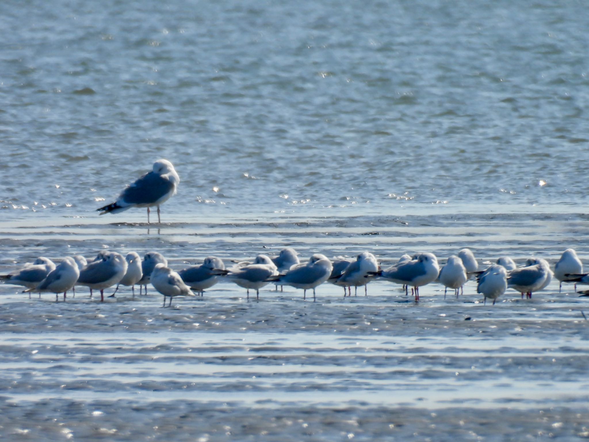 Black-headed Gull