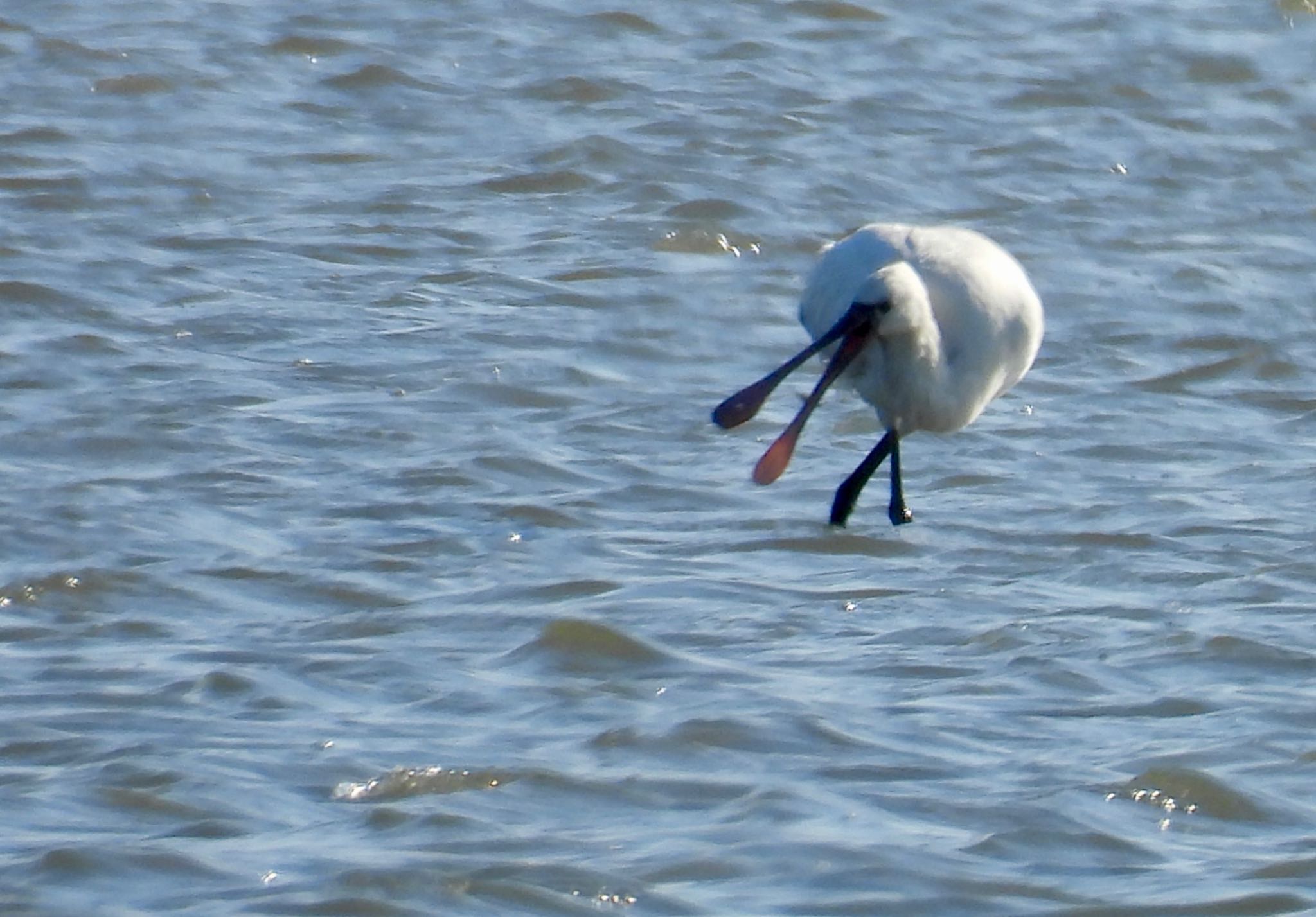 Eurasian Spoonbill