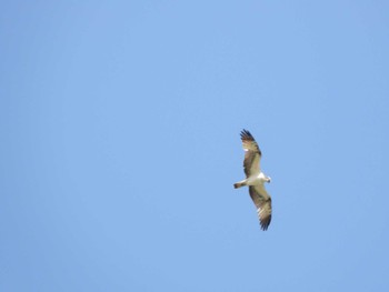 2023年5月5日(金) 荒川河川敷の野鳥観察記録