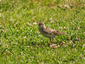 Eurasian Skylark 荒川河川敷 Fri, 5/5/2023