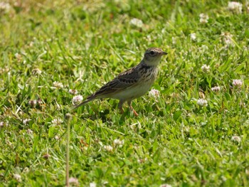 Eurasian Skylark 荒川河川敷 Fri, 5/5/2023