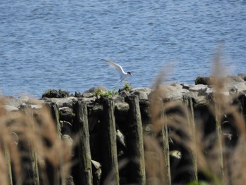 Common Tern 荒川河川敷 Fri, 5/5/2023