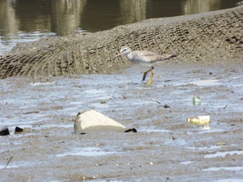 Grey-tailed Tattler 荒川河川敷 Fri, 5/5/2023