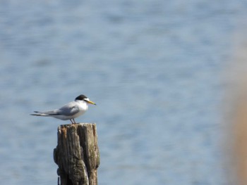 Common Tern 荒川河川敷 Fri, 5/5/2023