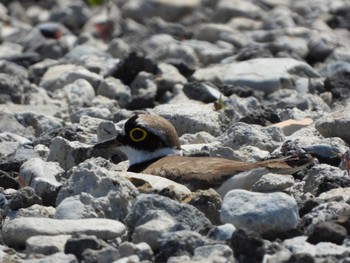 Little Ringed Plover 荒川河川敷 Fri, 5/5/2023