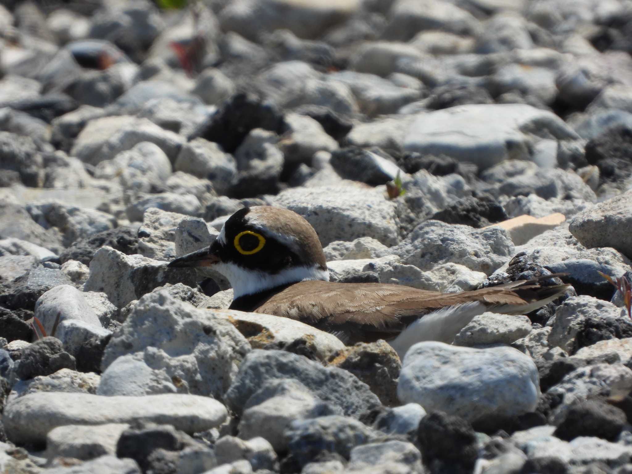 Photo of Little Ringed Plover at 荒川河川敷 by ときちゃん（ibis）