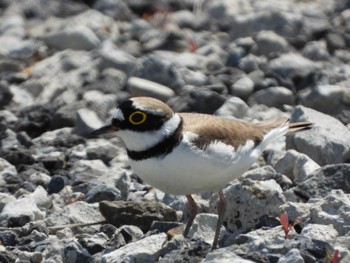 Little Ringed Plover 荒川河川敷 Fri, 5/5/2023