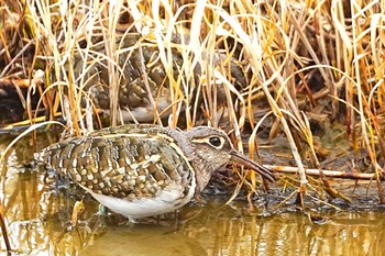 Greater Painted-snipe 平塚 Sat, 3/2/2024