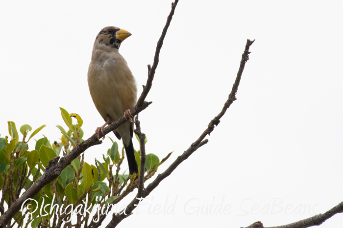 Photo of Chinese Grosbeak at Ishigaki Island by 石垣島バードウオッチングガイドSeaBeans