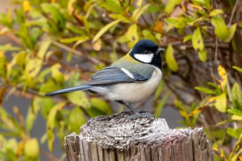 Japanese Tit 桜山 Tue, 3/5/2024