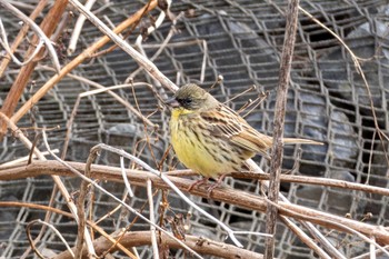 Masked Bunting 桜山 Tue, 3/5/2024