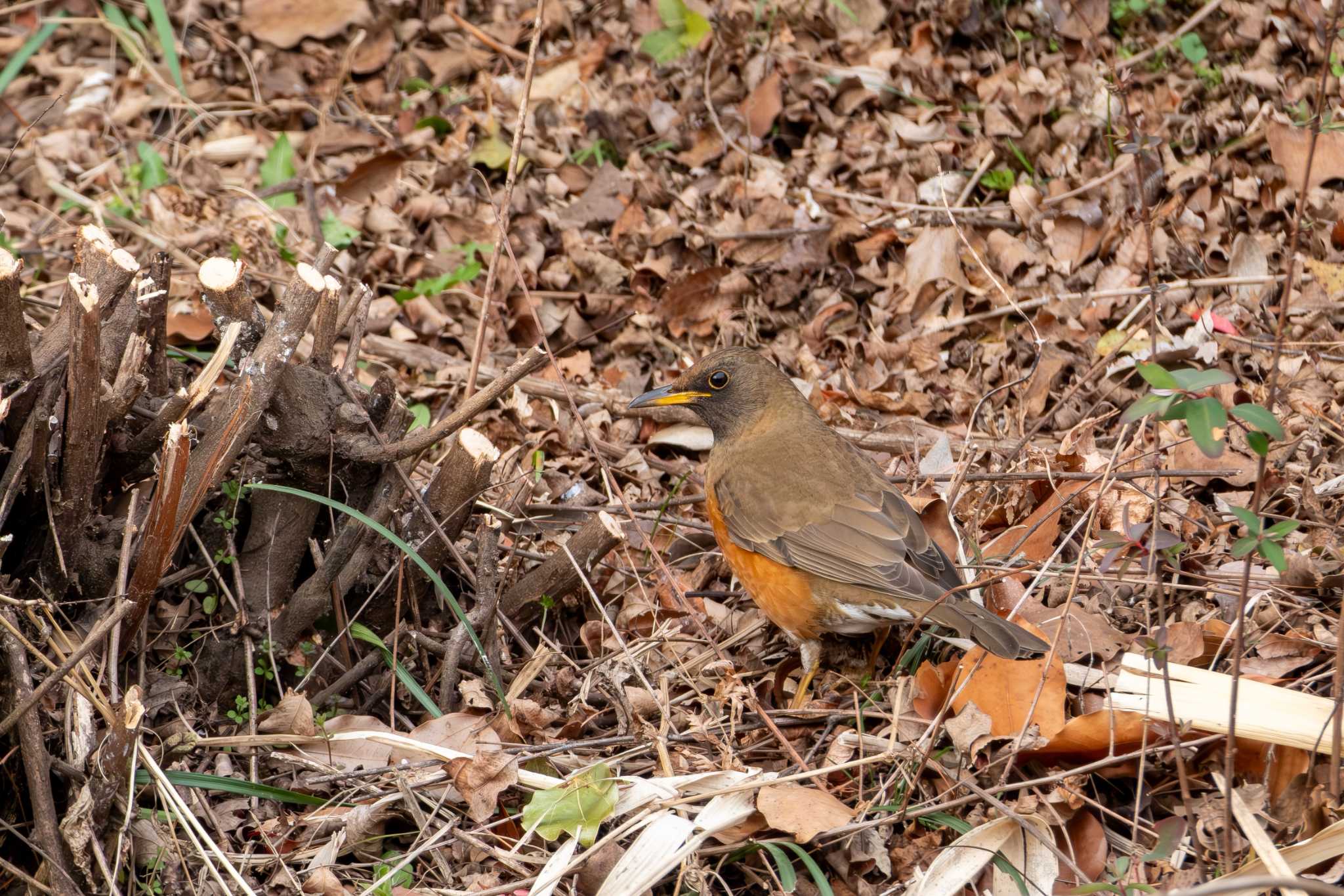 Photo of Brown-headed Thrush at 桜山 by MNB EBSW