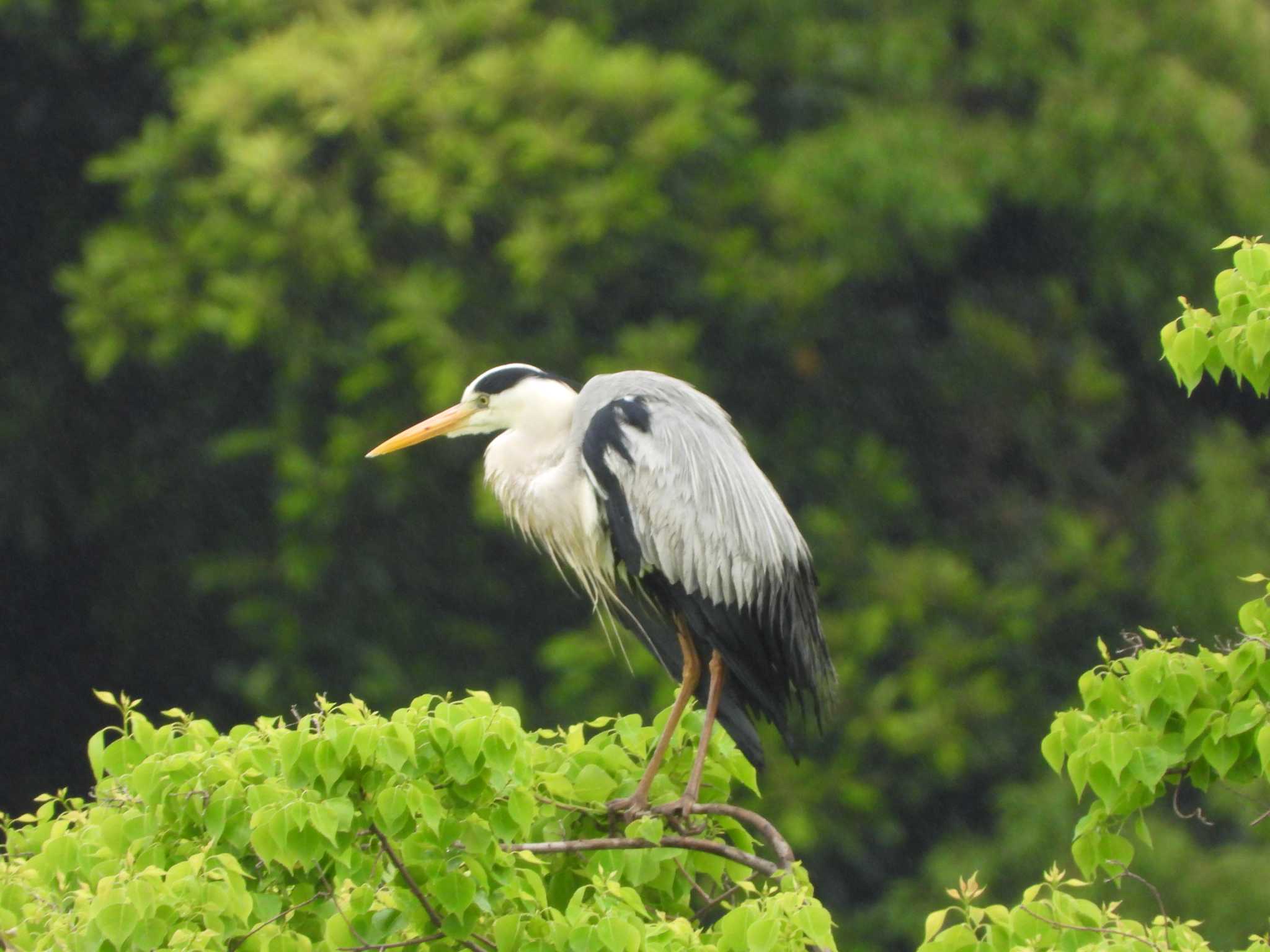 Grey Heron