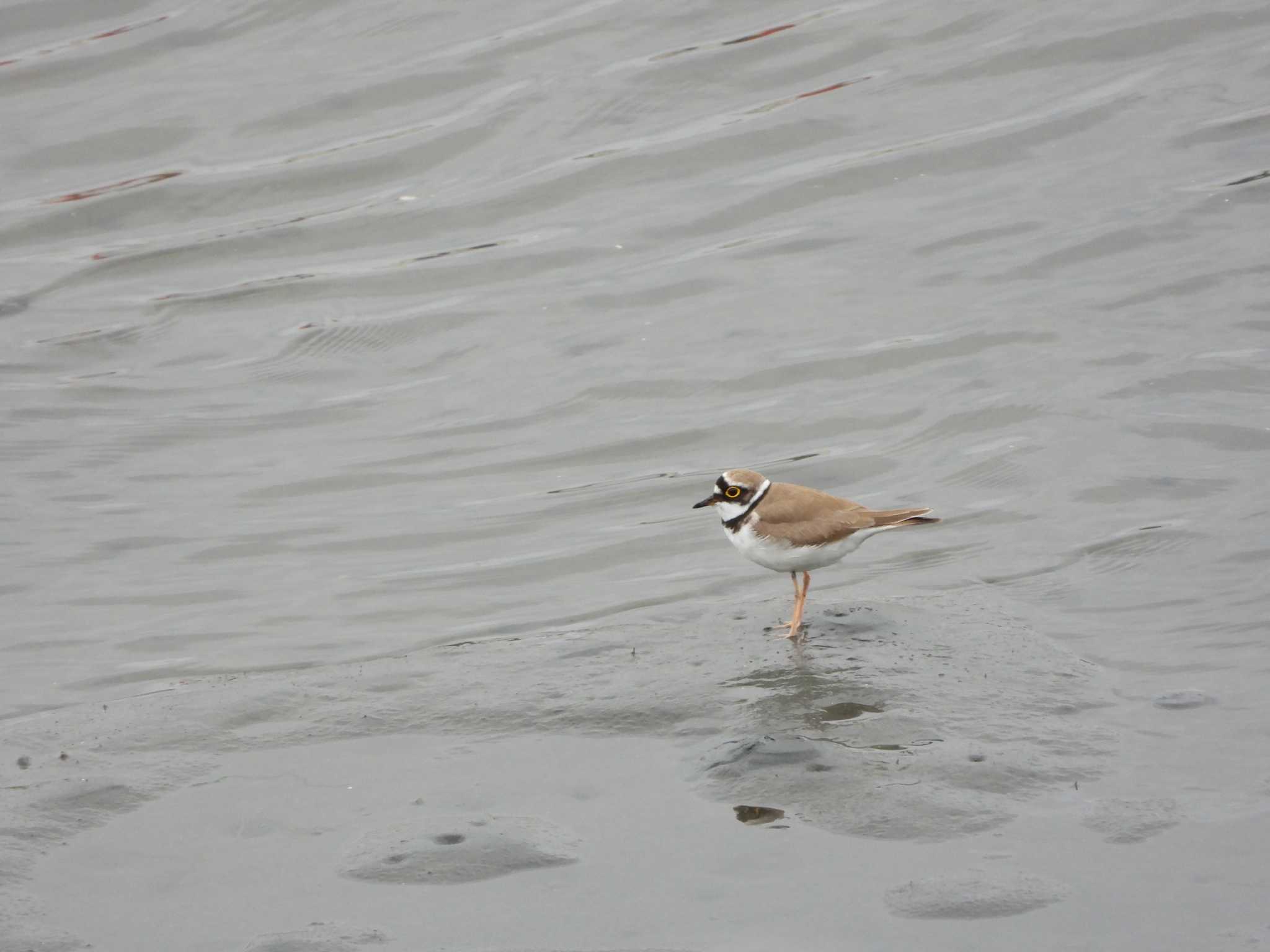 Little Ringed Plover