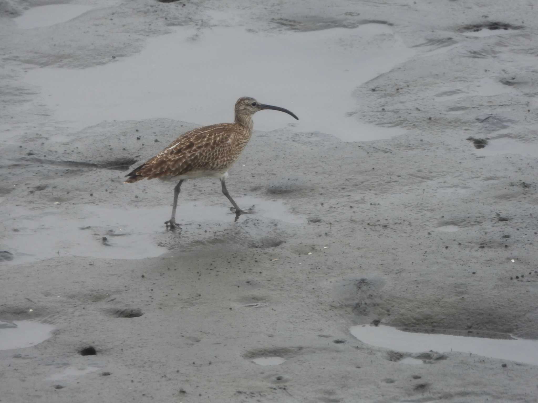 Eurasian Whimbrel