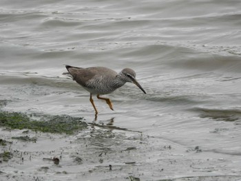 Grey-tailed Tattler Tokyo Port Wild Bird Park Sat, 5/20/2023