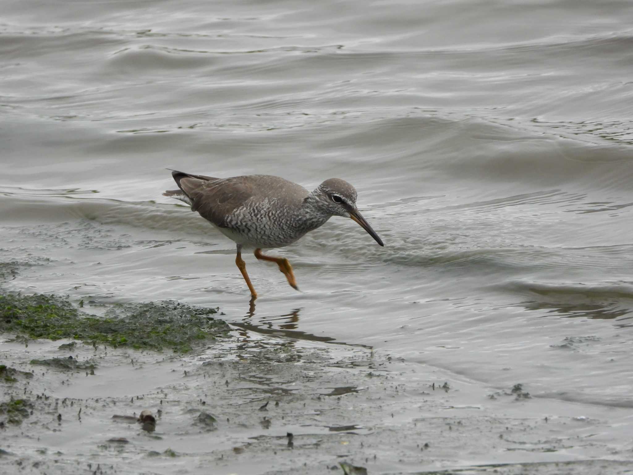 Photo of Grey-tailed Tattler at Tokyo Port Wild Bird Park by ときちゃん（ibis）