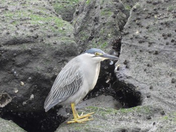 Sat, 5/20/2023 Birding report at Tokyo Port Wild Bird Park