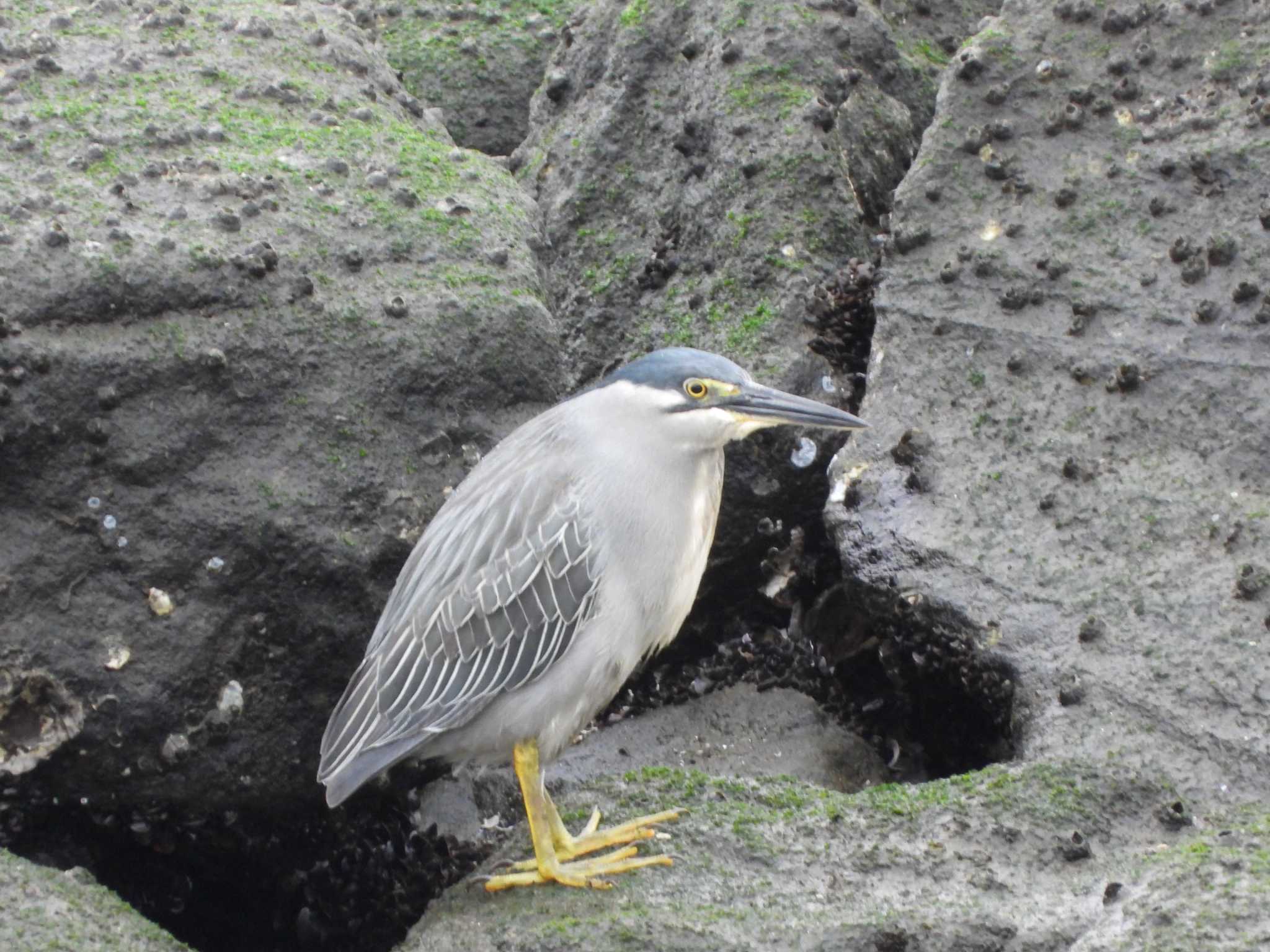 Striated Heron