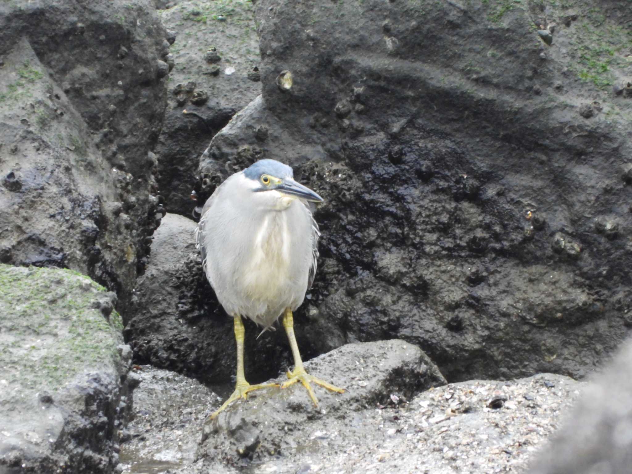 Striated Heron