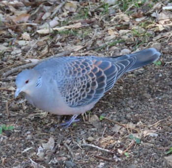 Oriental Turtle Dove 岩本山公園 Mon, 3/4/2024