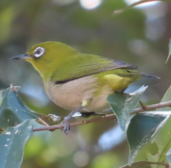 Warbling White-eye 岩本山公園 Mon, 3/4/2024