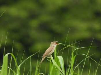 2023年5月21日(日) 秋ヶ瀬公園の野鳥観察記録