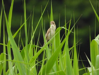 オオヨシキリ 秋ヶ瀬公園 2023年5月21日(日)