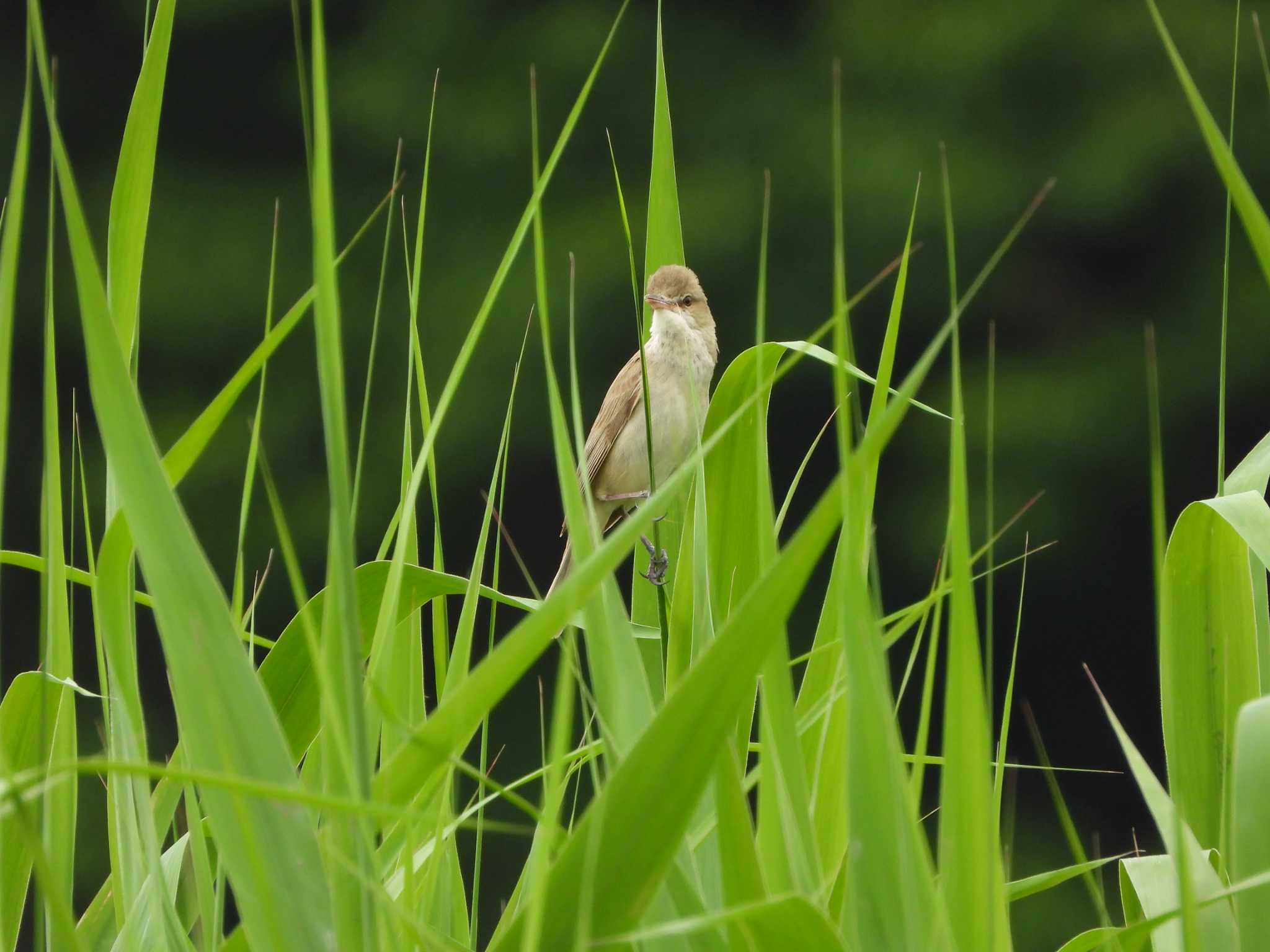 秋ヶ瀬公園 オオヨシキリの写真 by ときちゃん（ibis）