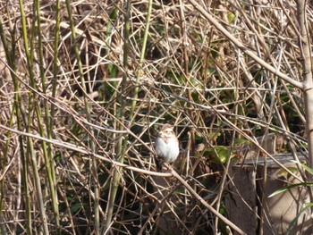 Rustic Bunting 鳥羽市 Sun, 3/3/2024