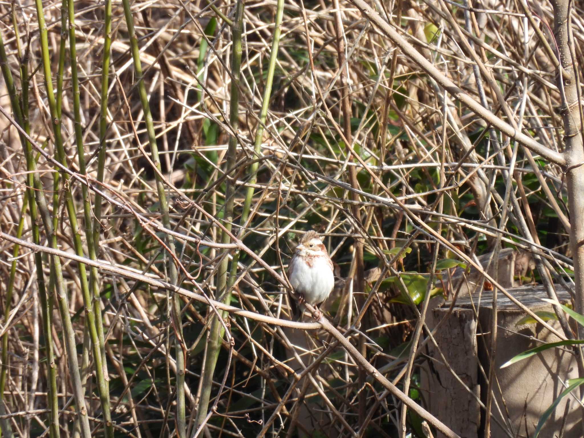 Rustic Bunting