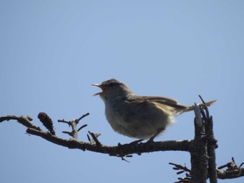 2023年5月25日(木) 八幡平の野鳥観察記録